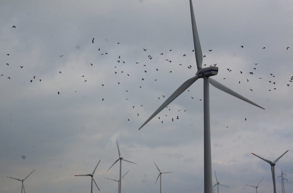 Husum: Windkraftstadt der Nation anstatt Schimmelreiter und die weißen Tauben